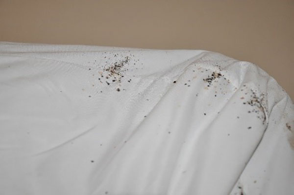Eliminate bed bugs