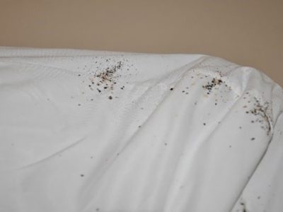 Eliminate bed bugs